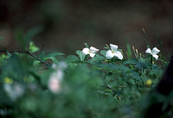 Wildflower Viewing