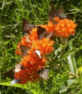 Butterflies on Butterfy Weed / Photos by Ilse Gebhard and Russ Schipper