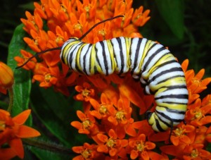 Monarch caterpillar on Butterfly Weed / Photos by Ilse Gebhard and Russ Schipper