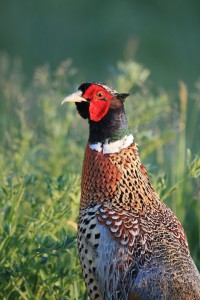 The ring-necked pheasant has seen a resurgence in Michigan with the help of public and private groups working to restore the game bird’s habitat.