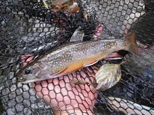 Michigan's state fish, brook trout require higher water quality than other species of trout. (PHOTO CREDIT: Josh Zuiderveen)