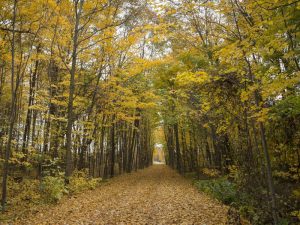 Trails such as the 22-mile William Field Memorial Hart-Montague Trail are one of the many perks to living in Michigan. PHOTO CREDIT: Michigan Department of Natural Resources