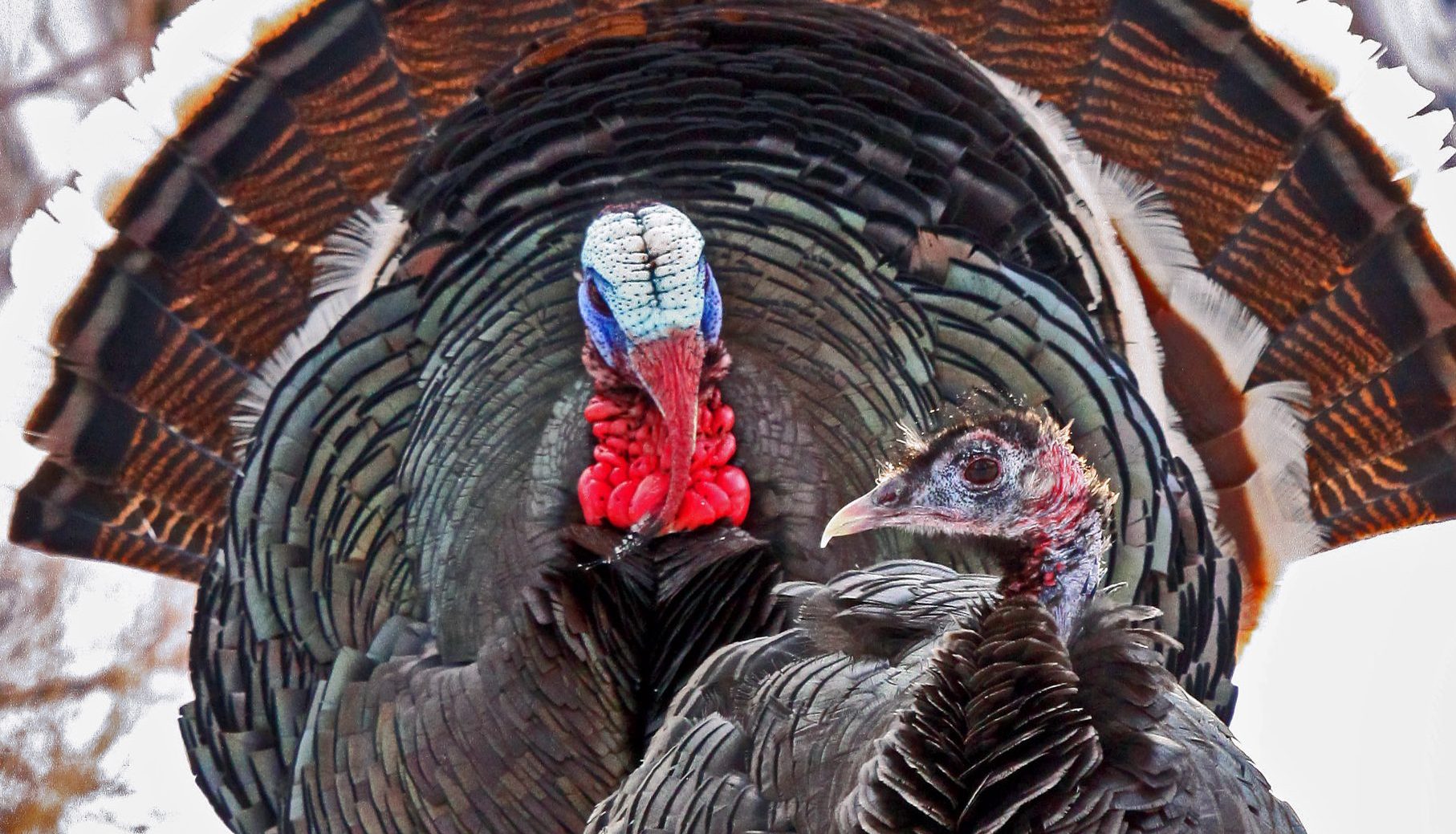Wild turkey restoration a conservation success story