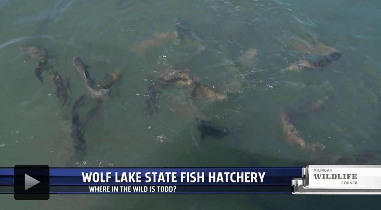 Wolf Lake State Fish Hatchery fills Michigan’s lakes and streams with fish