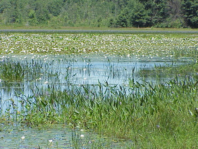 See unique wildlife at the Allegan State Game Area