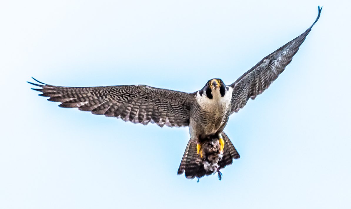 Peregrine Falcon soars in the sky.