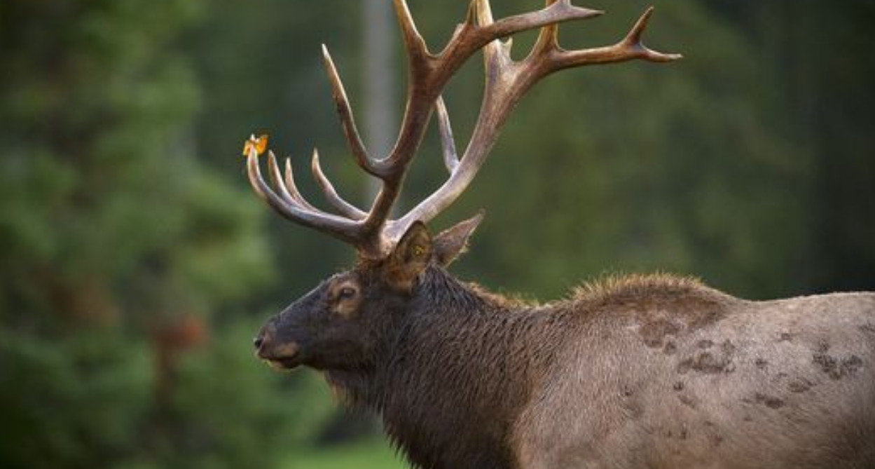 Improving Michigan’s elk habitat is a family affair