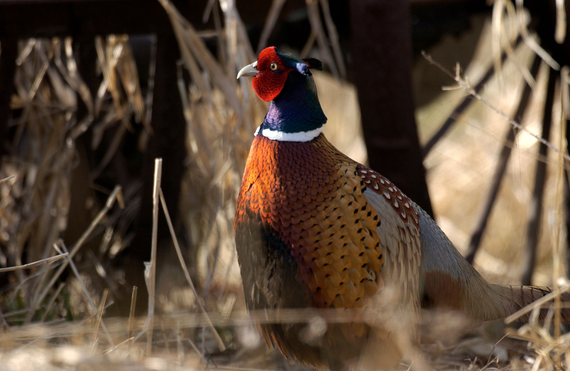 Diverse group has common cause: restoring pheasants in Michigan