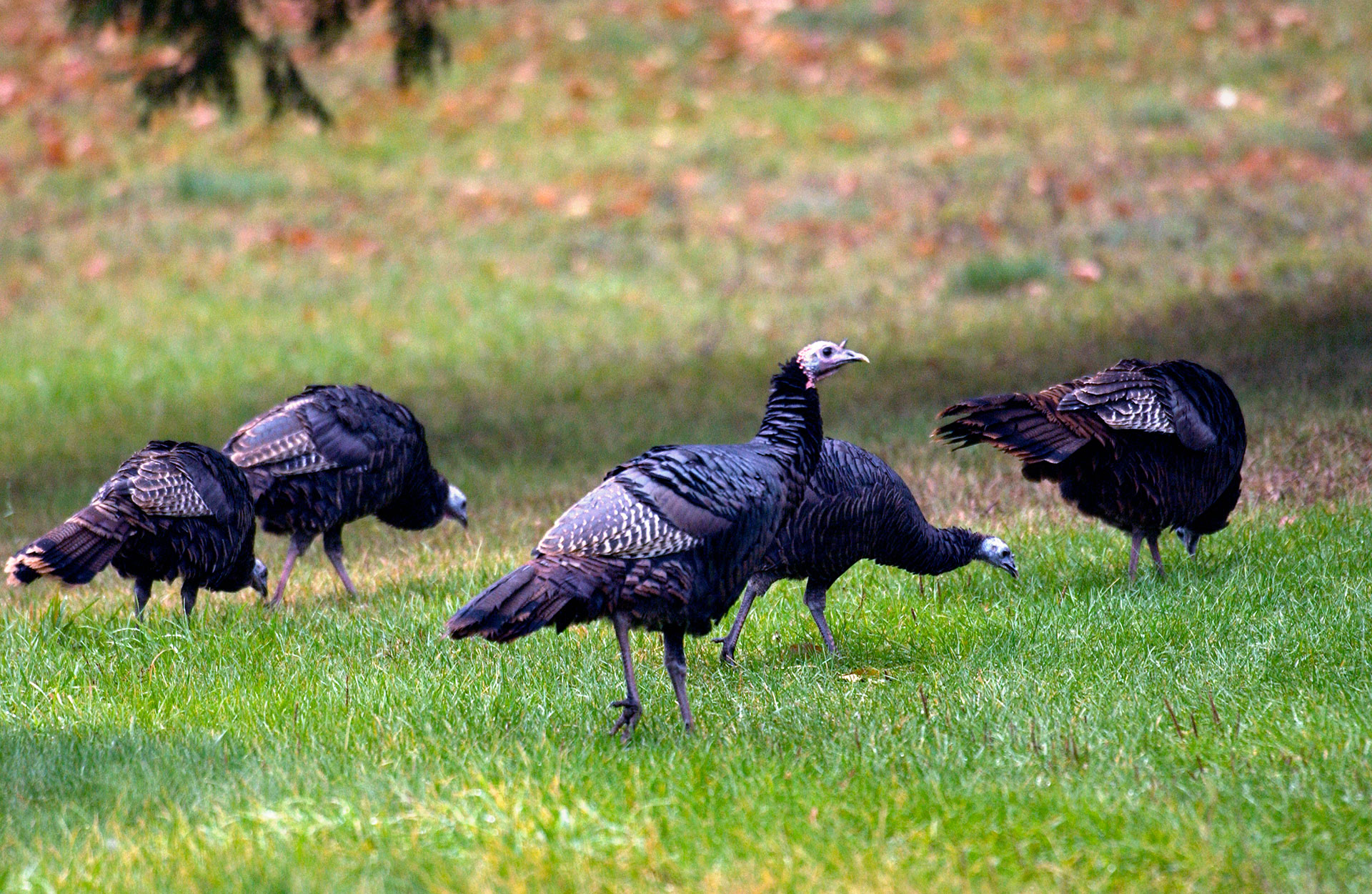 Group of grazing wild turkey