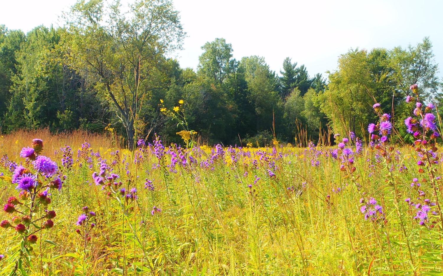 Detroit’s backyard beauty: Conserving one of the ‘last great places on Earth’