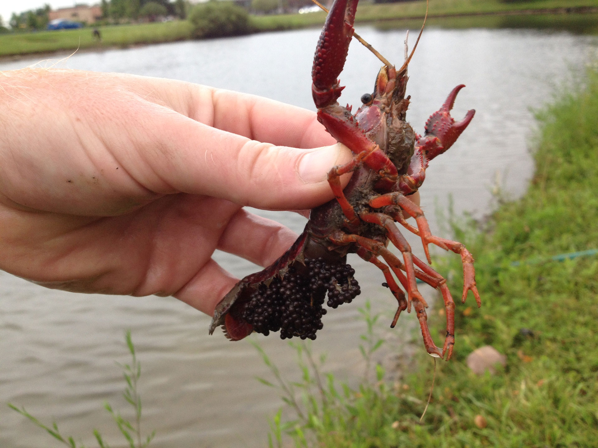 Cajun crayfish unwelcome Michigan visitors