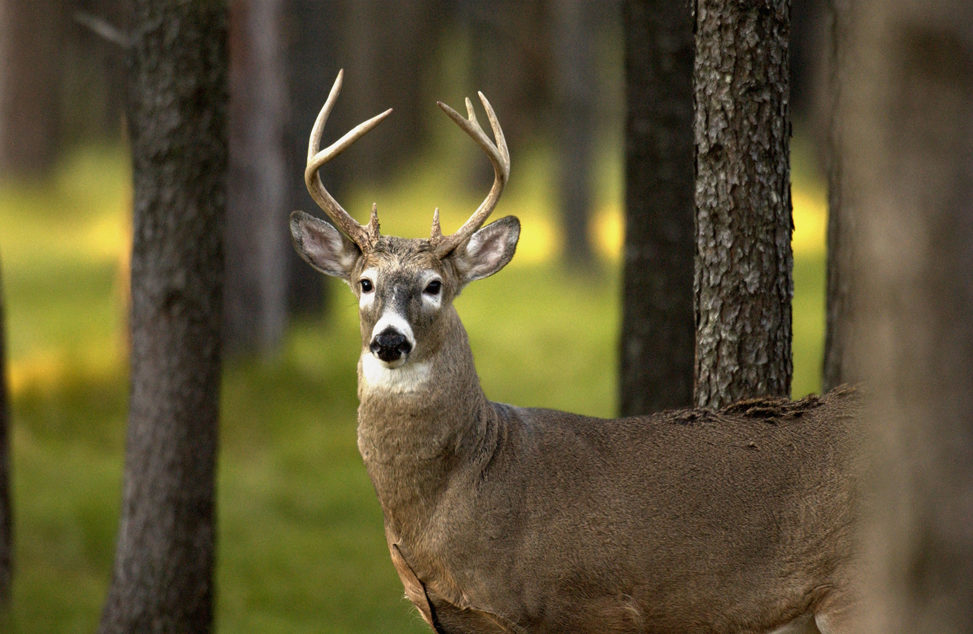 Deer hunters’ impact on the state extends far beyond Michigan’s fields and woods