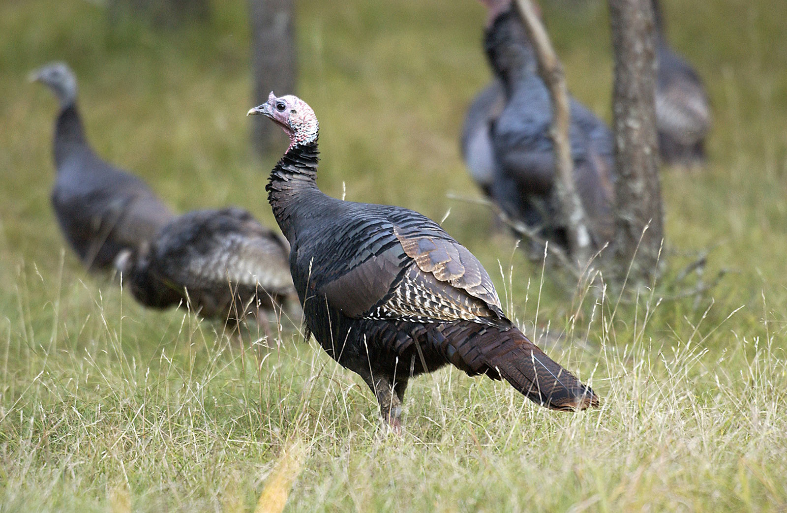 Celebrate Thanksgiving with a turkey conservation lesson