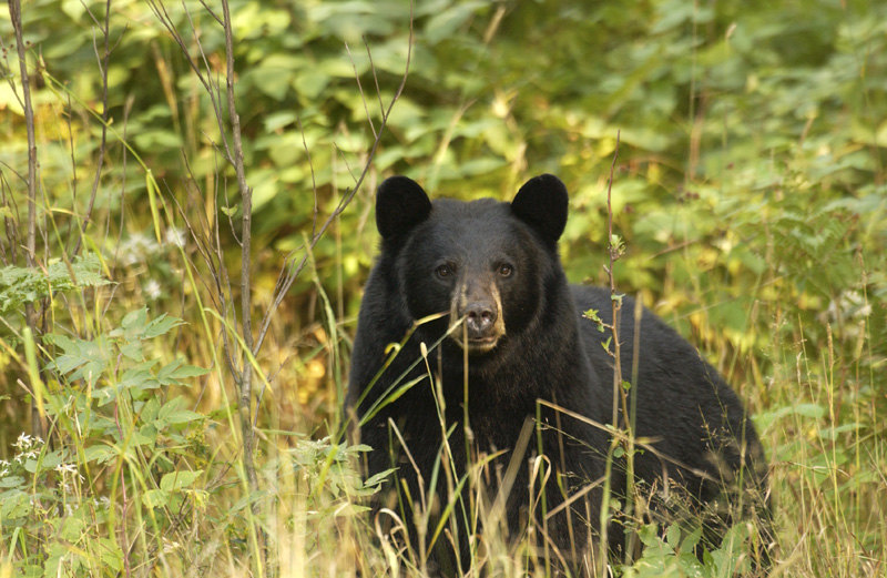Bear essentials: Conservation boosts Michigan’s black bear population
