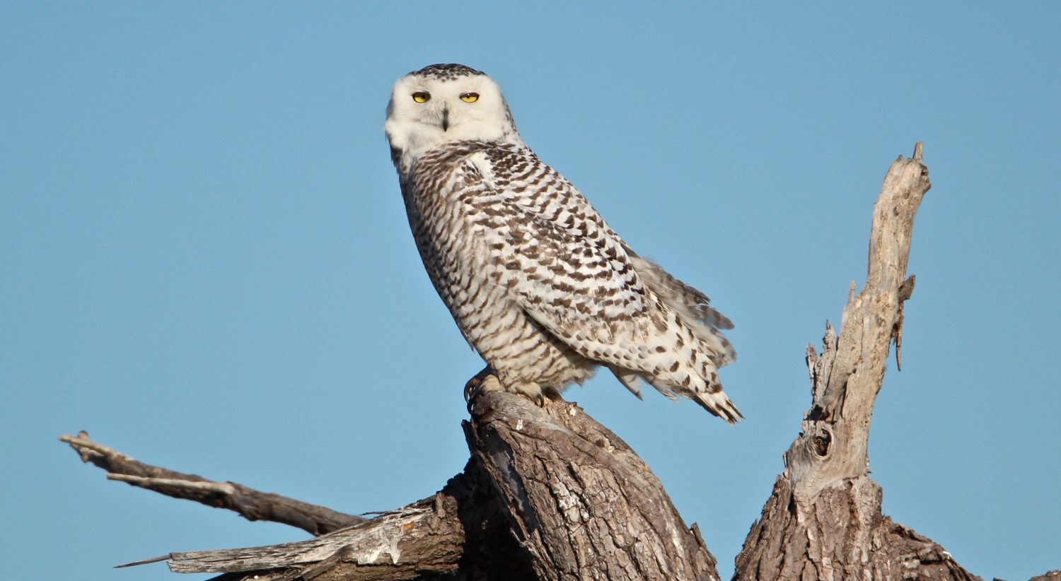 Protecting the Snowy Owl Michigan Wildlife Council