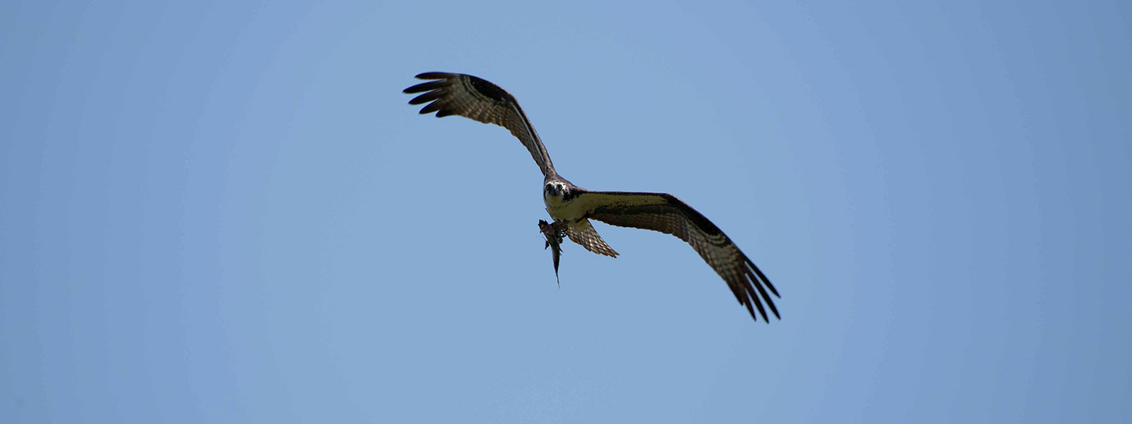 An Osprey with a fresh catch