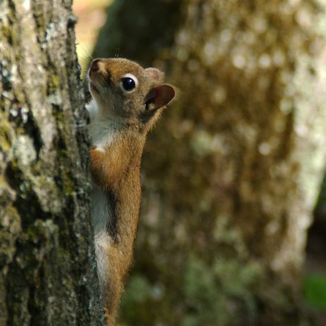 Red squirrel perches on a tree