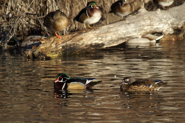 Wetlands royalty Meet the wood duck, Michigan’s regallooking
