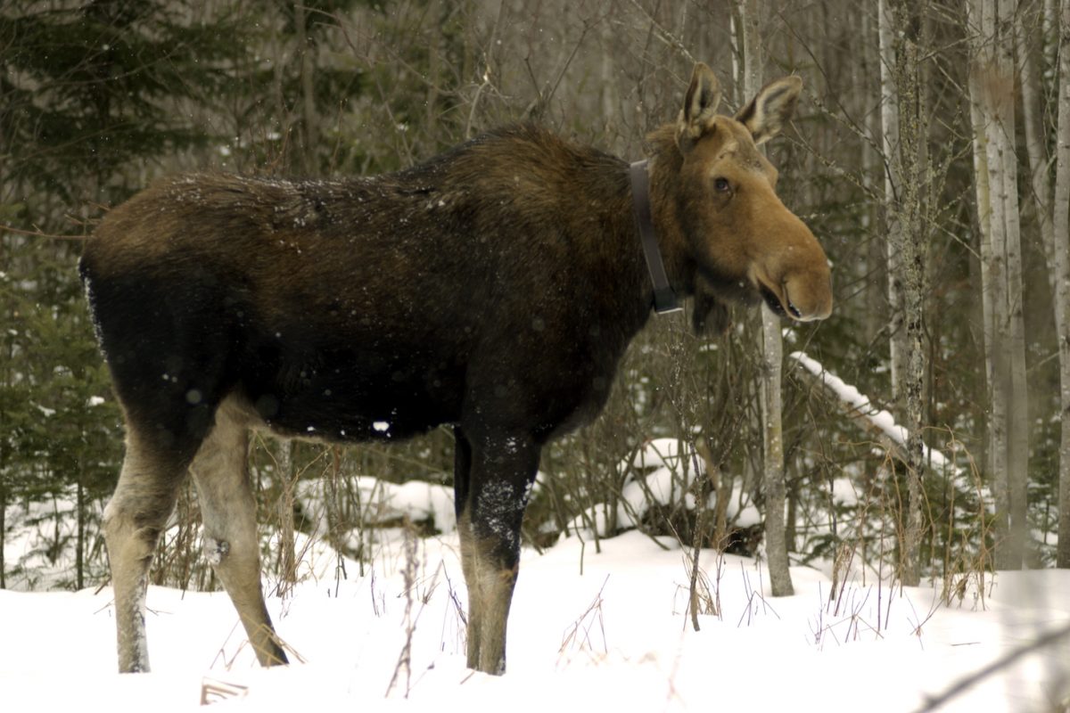 Female elk with tracking collar, standing in the snow