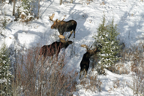 Aerial photo of three moose standing in the snow