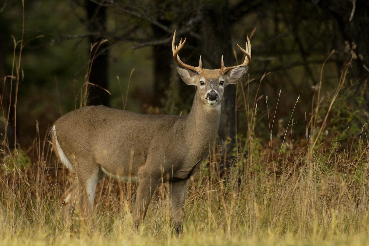 A male white-tailed deer stands in a field