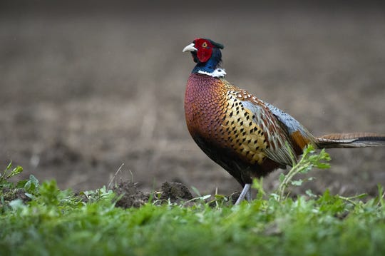 A male pheasant walks across the grass