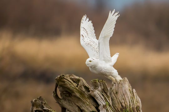 Snowy owl takes flight