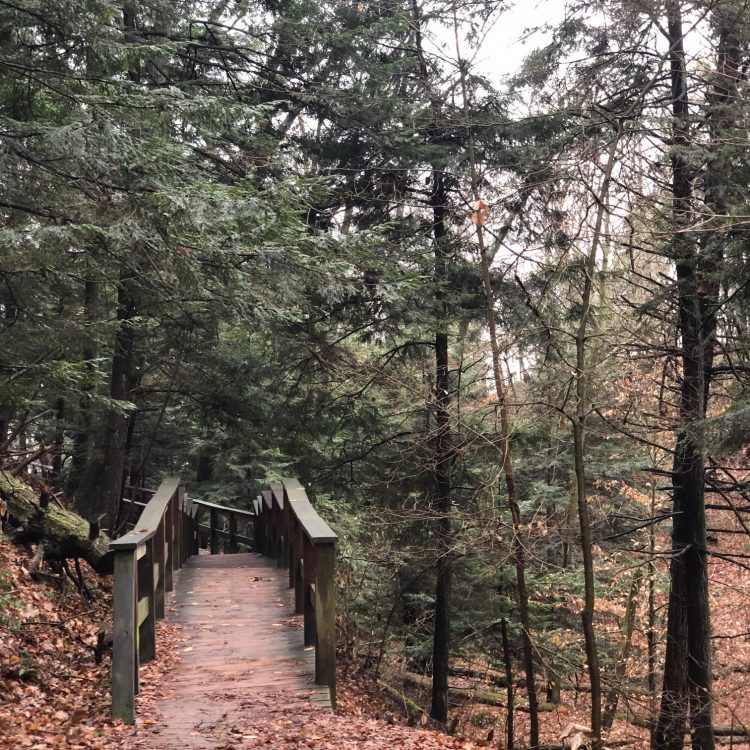 Hemlock trees frame a wooden foot bridge in a forested area