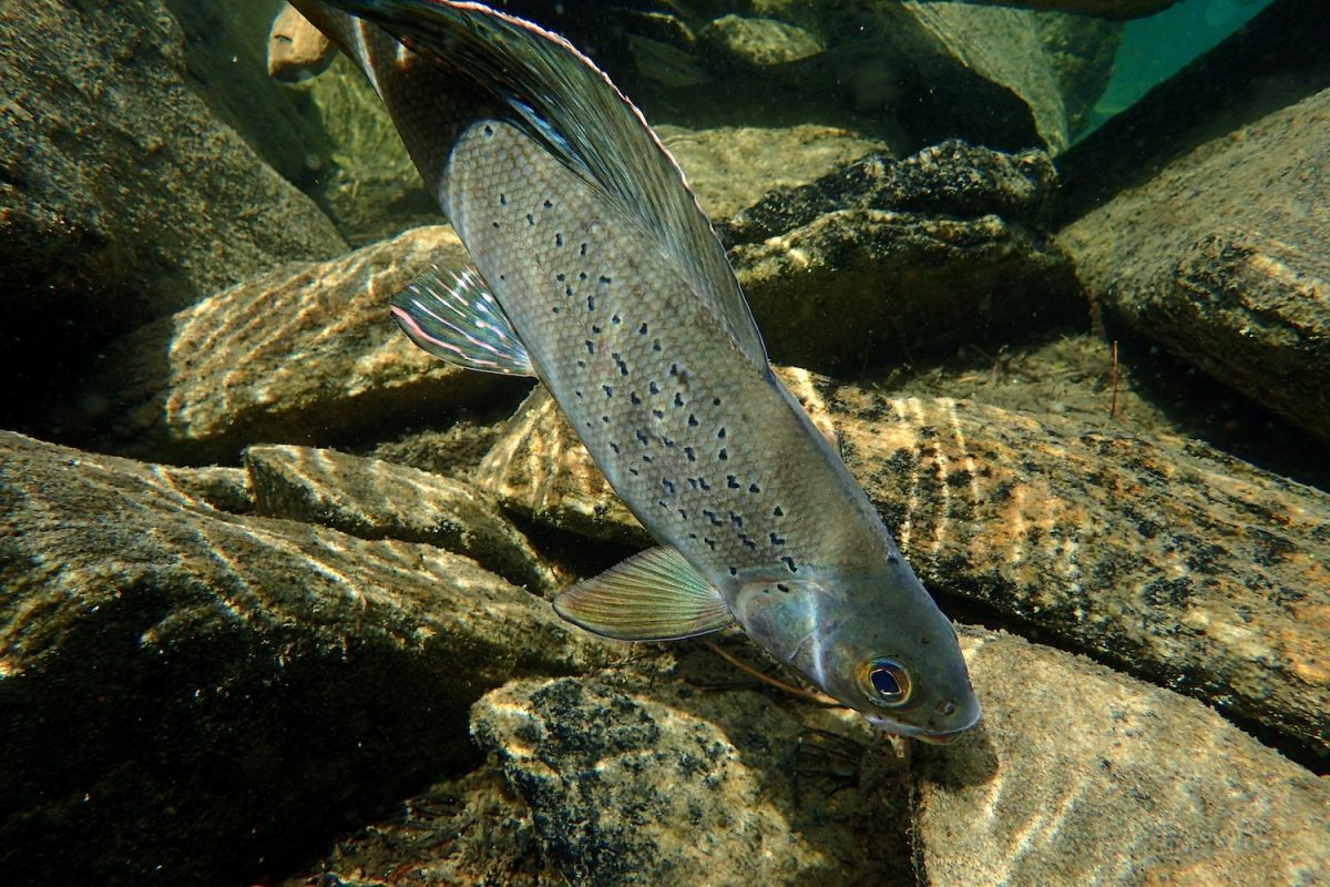 Arctic Grayling swimming in front of rocks