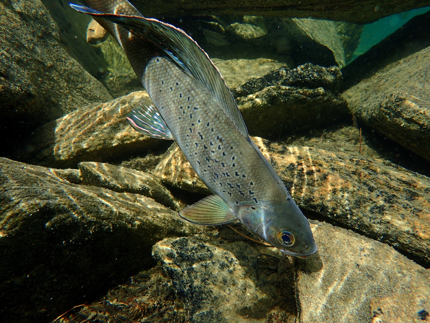 Arctic Grayling swimming in front of rocks
