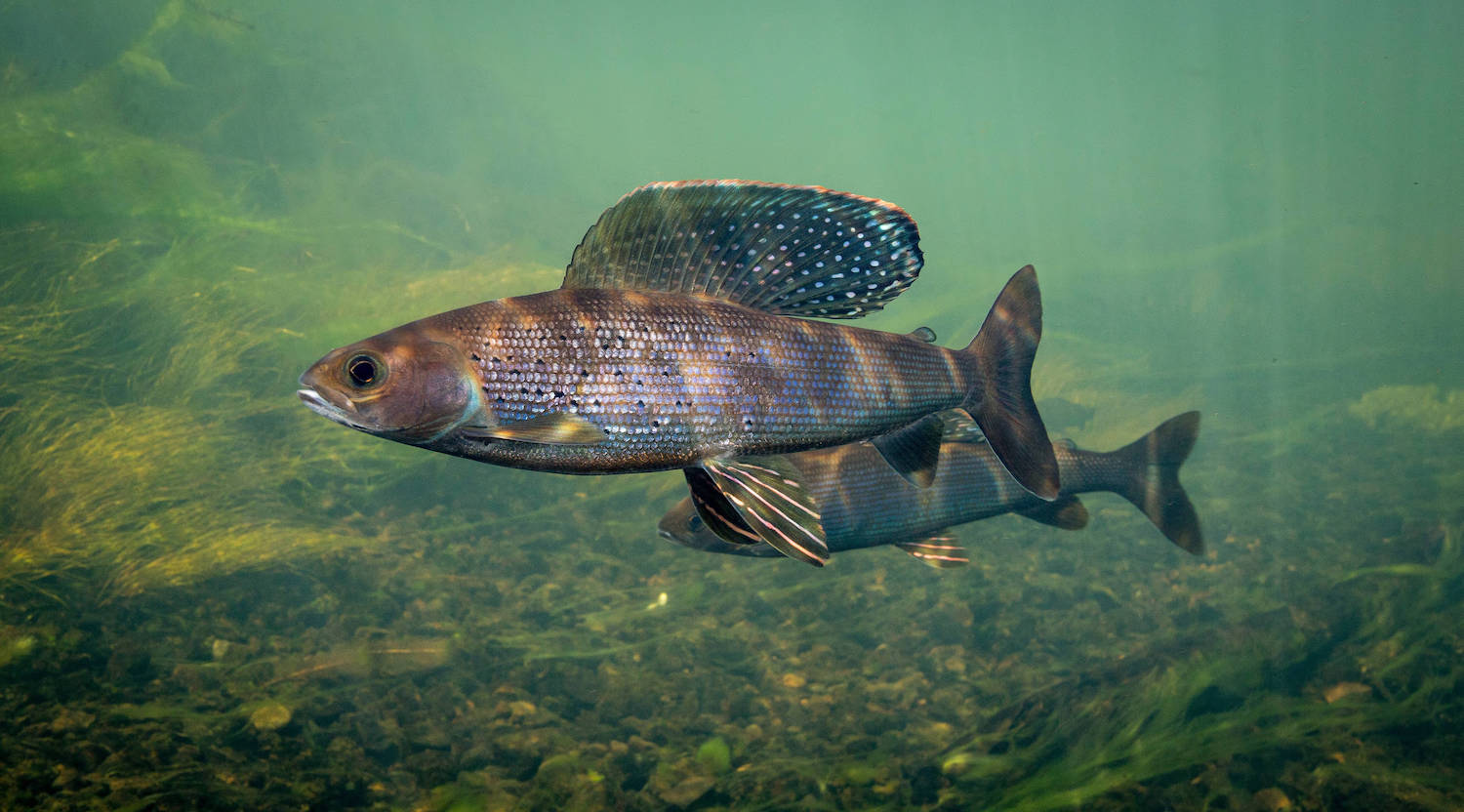 Side view of a grayling 