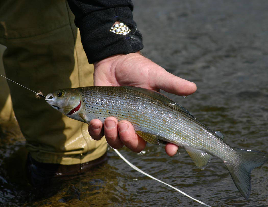 A grayling caught in Alaska in a man's hand