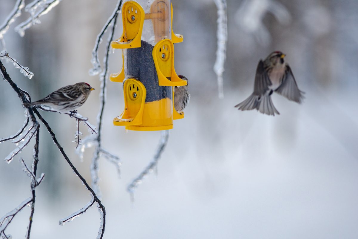 Common redpolls visit a thistle feeder on a winter day