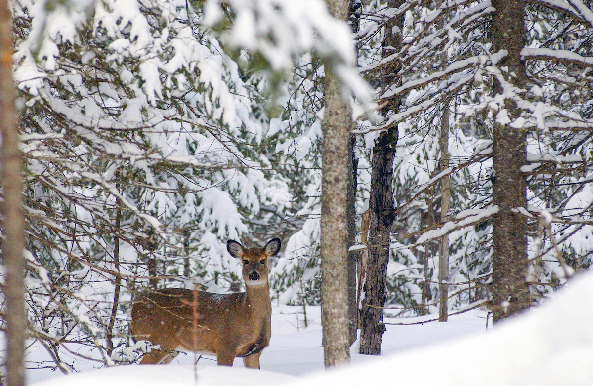Female white-tailed deer is observed through a snowy forest
