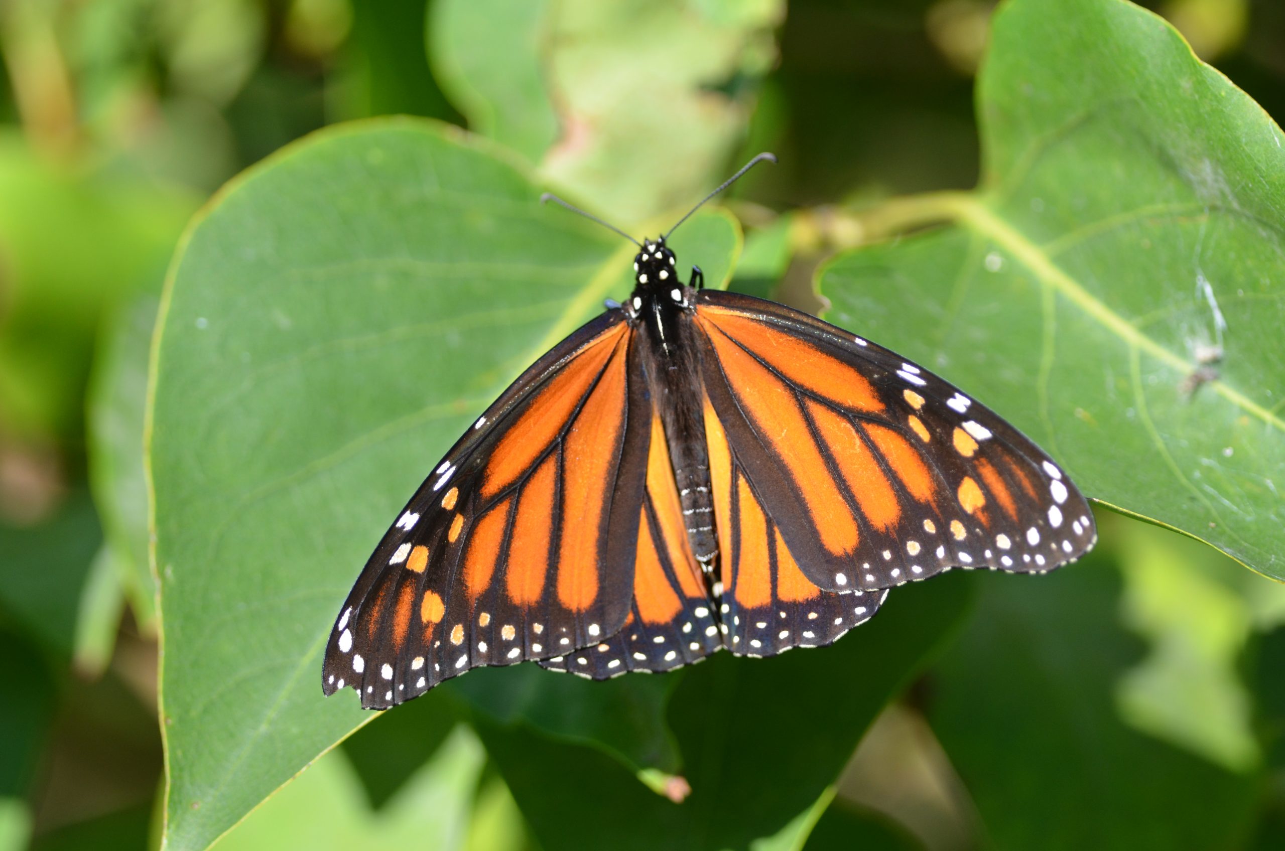 A birds-eye view of a monarch butterfly