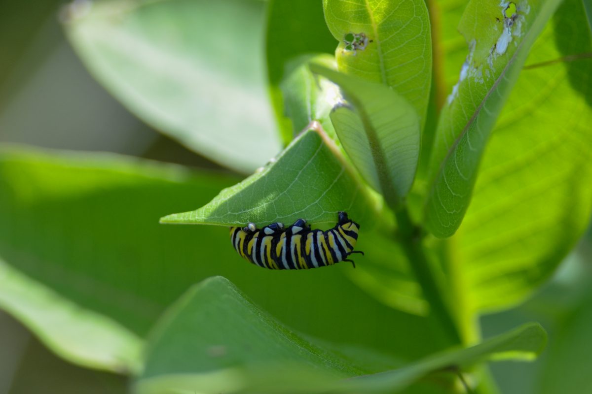 A monarch butterfly catapillar