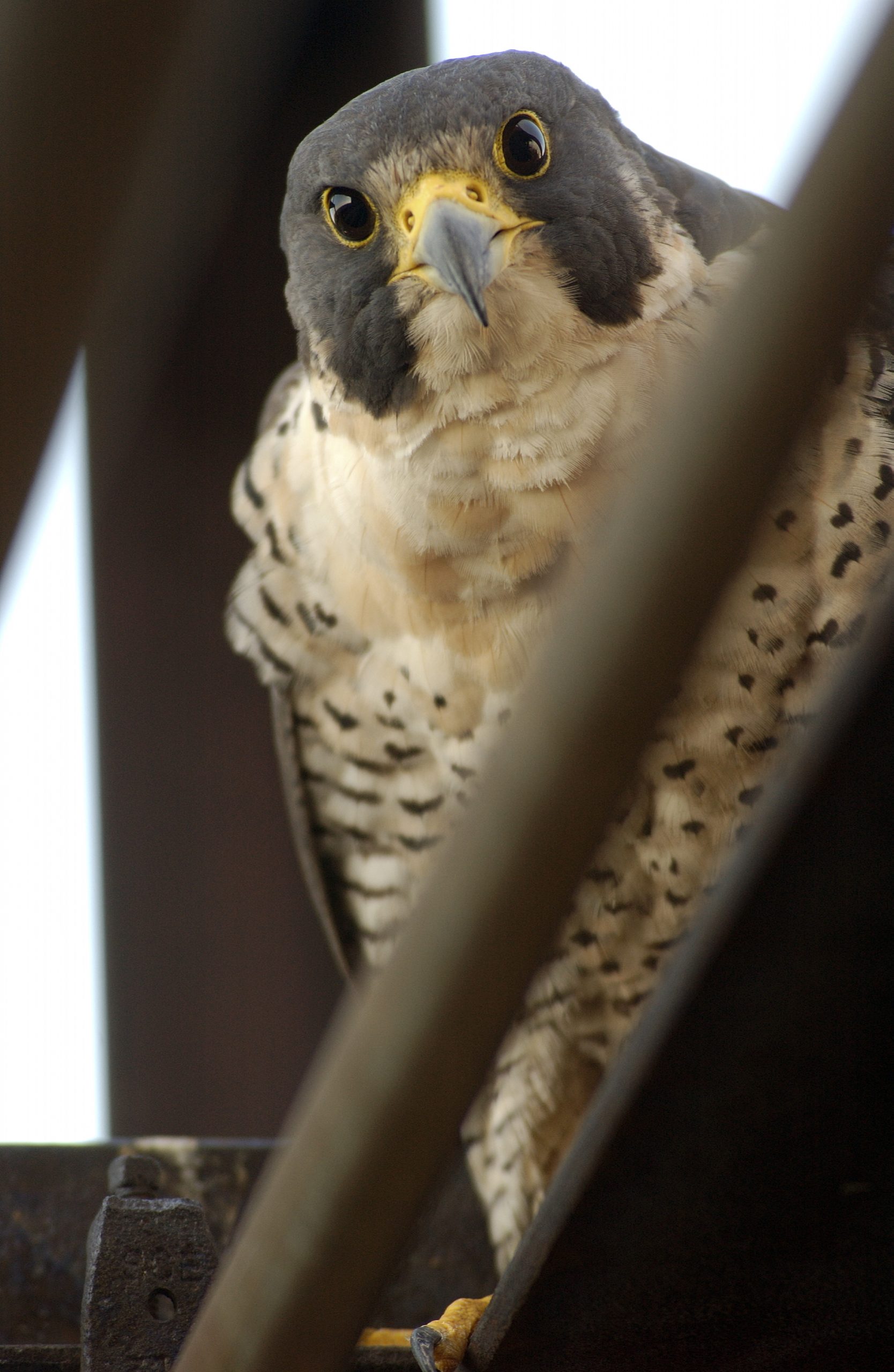 A peregrine falcon stares into the camera from above.