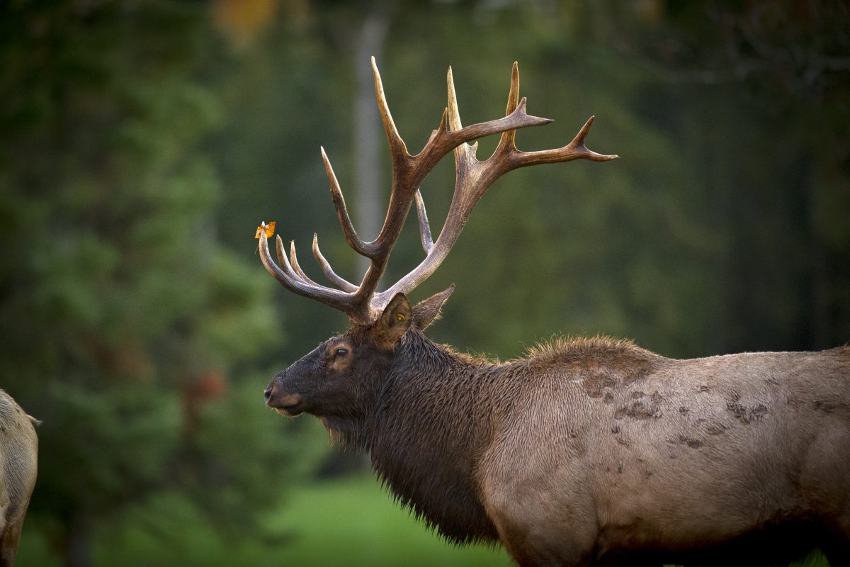 A male elk with full antlers stands in front of a green forest.