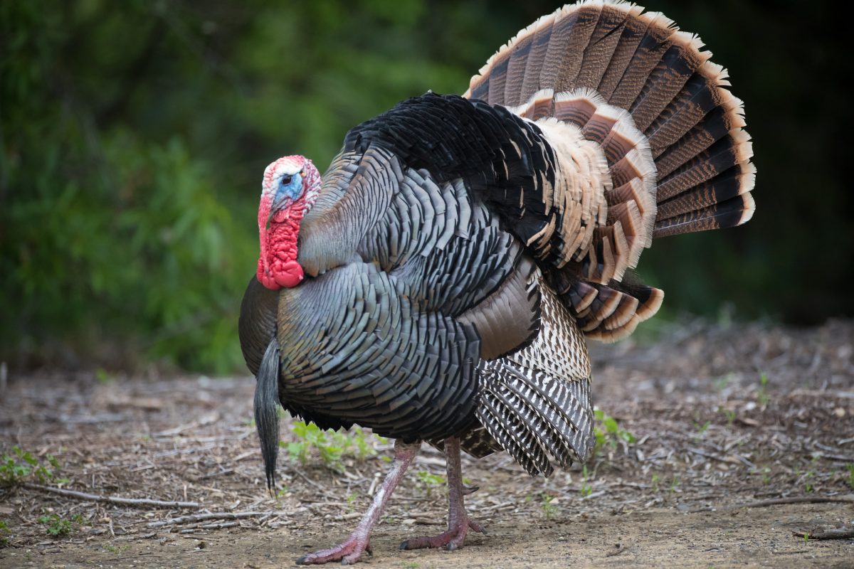 wild male turkey strutting feathers for females