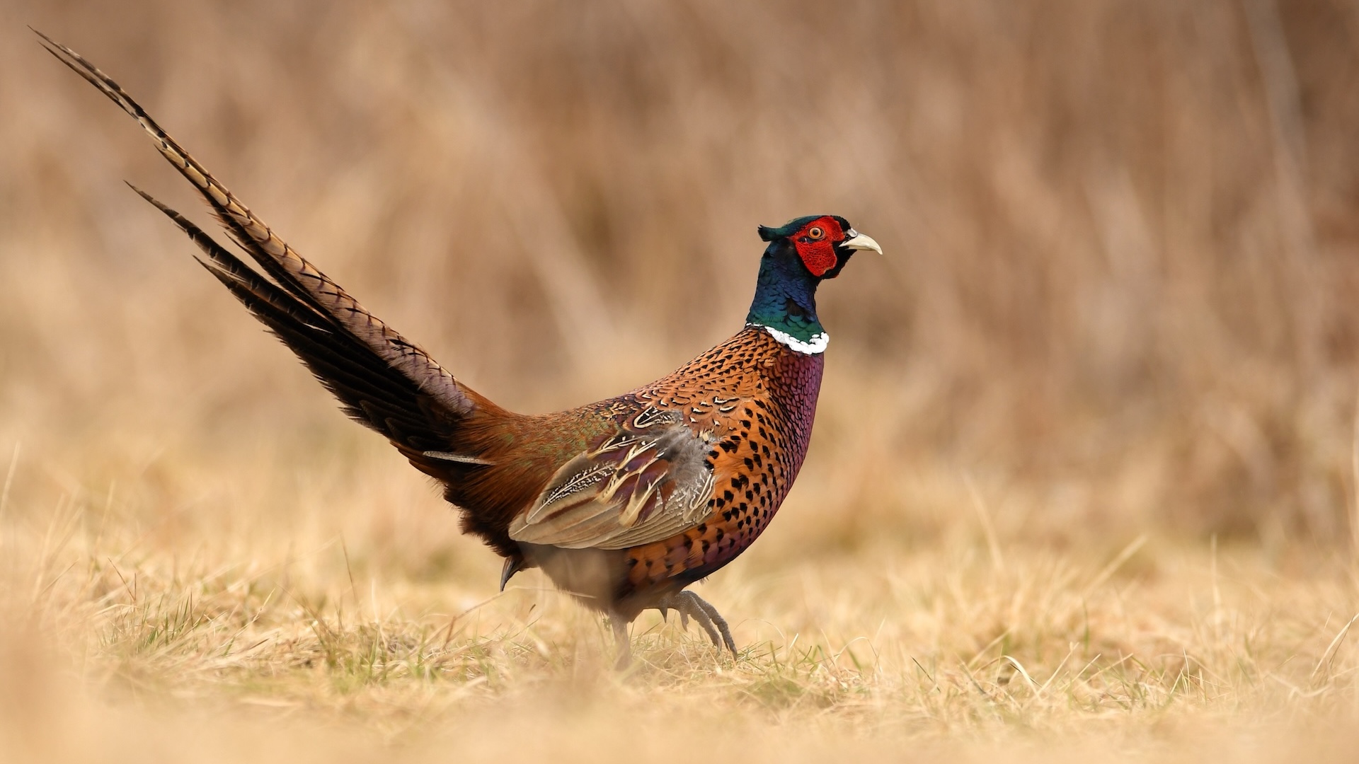 How the ring-necked pheasant turned Detroit from the ‘Motor City’ to ‘Bird City’